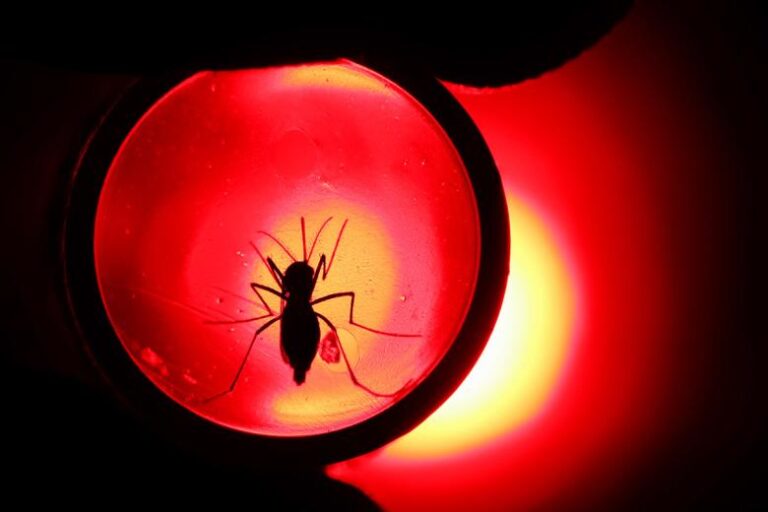 rospotrebnadzor-sdelal-zajavlenie-po-vspyshke-lihoradki-chikungunja-a050c14