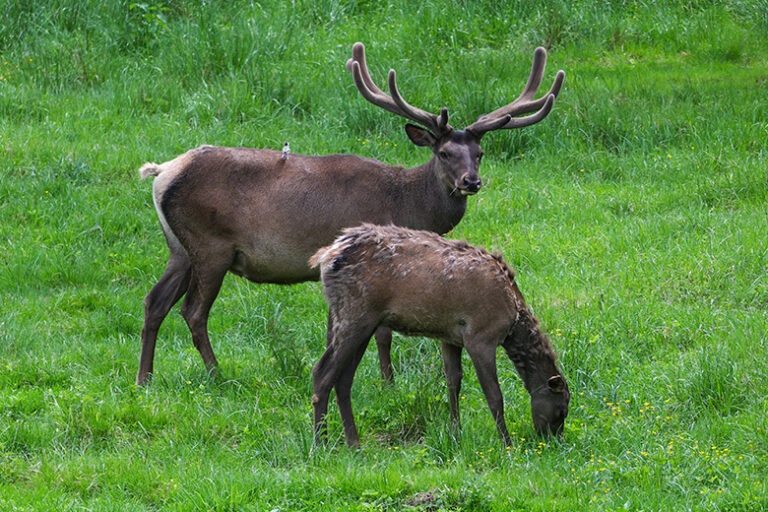 v-gosdume-raskritikovali-ideju-sozdat-turmarshruty-v-zapovednikah-253703e