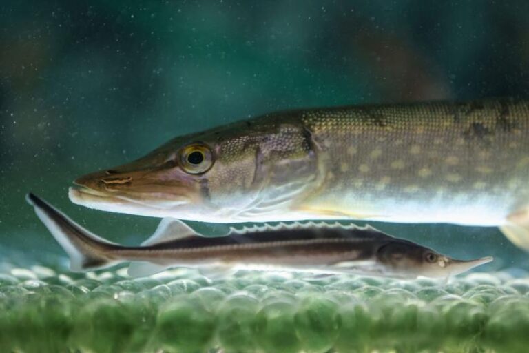 gidrolog-nazval-vinovnyh-v-ischeznovenii-volzhskih-shhuk-67651c7