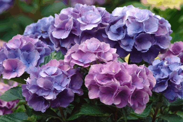 gortenzija-snova-kak-v-zhurnale-prostoj-sposob-omolodit-kust-1adf035