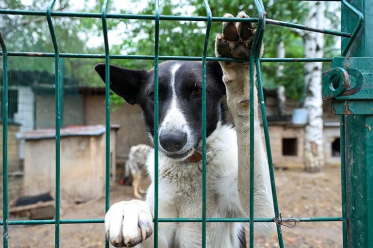 rossijanam-objasnili-pochemu-ne-stoit-brat-pitomcev-u-zavodchikov-24a1f54