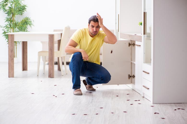 stalo-izvestno-kakih-tarakanov-v-moskve-bolshe-vsego-362a9e9