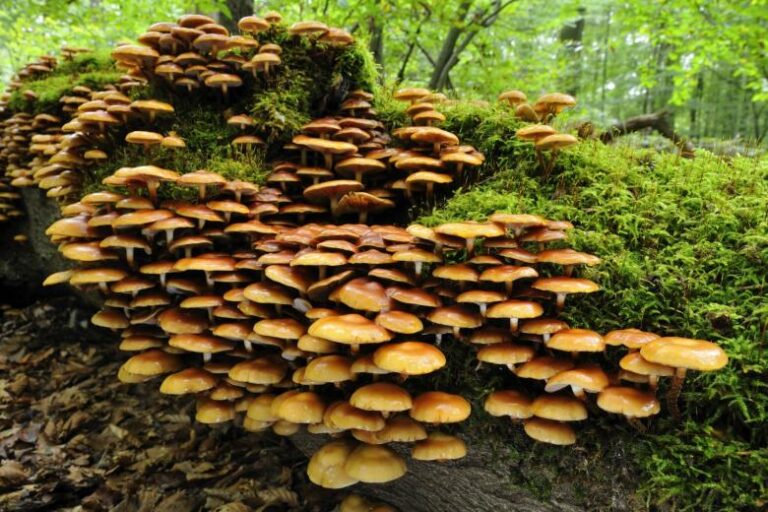 v-rospotrebnadzore-rasskazali-chem-horoshi-opjata-8df3936