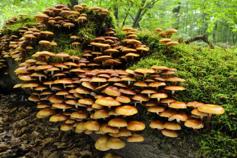 v-rospotrebnadzore-rasskazali-chem-horoshi-opjata-8df3936