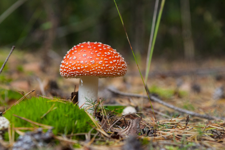 mikolog-razvejal-glavnyj-mif-o-jadovityh-gribah-cc52750