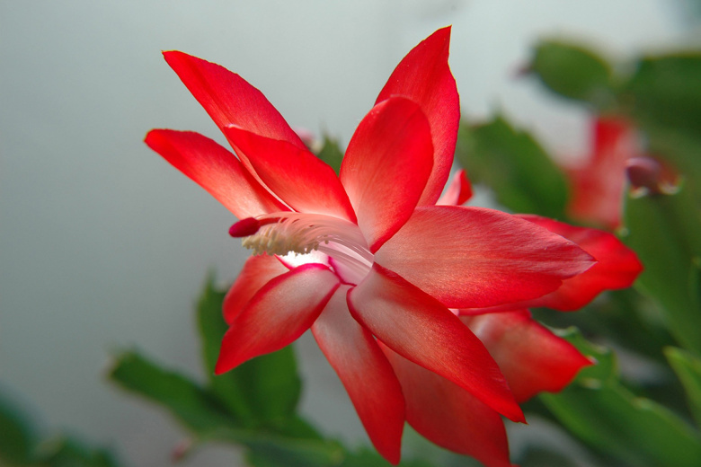 odin-poliv-v-oktjabre-vsju-zimu-pyshnoe-cvetenie-dekabrist-poraduet-cvetami-v-stuzhu-i-morozy-ac0fc05