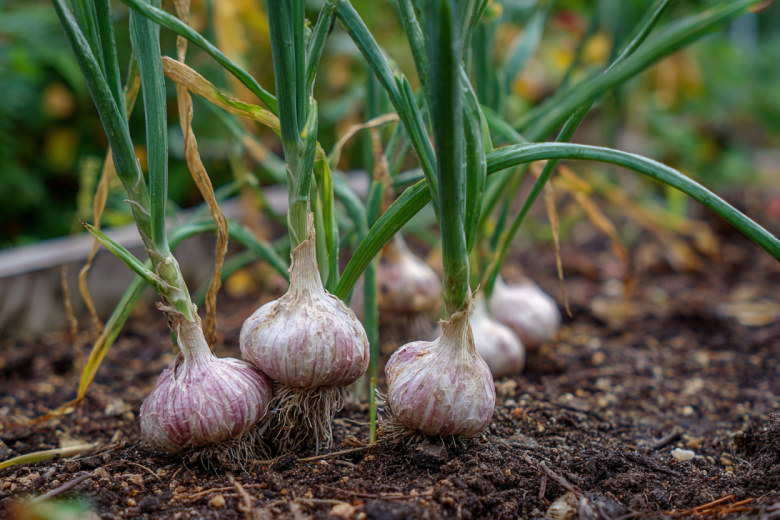 ozimyj-chesnok-bez-problem-prostaja-hitrost-s-ovsom-v-mezhdurjadjah-sdelaet-urozhaj-krupnee-i-sekonomit-sily-vesnoj-87d2d88