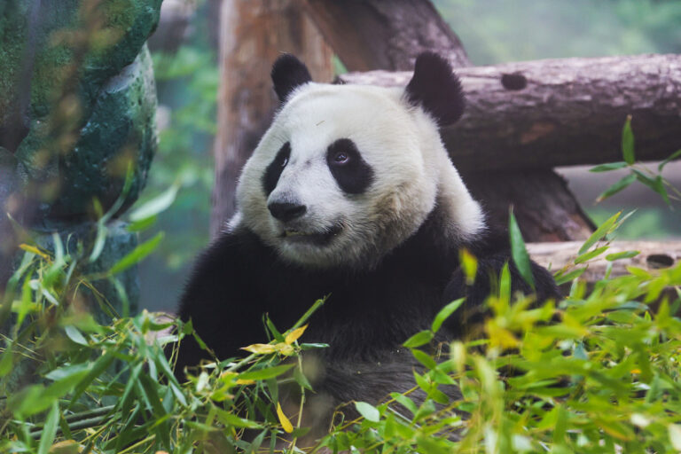 panda-katjusha-v-zooparke-moskvy-poslednie-novosti-10-sentjabrja-foto-video-ab4480e