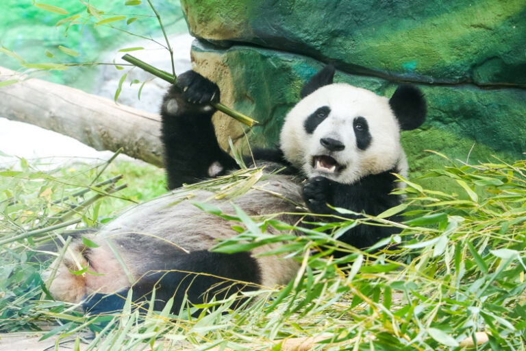 panda-katjusha-v-zooparke-moskvy-poslednie-novosti-15-sentjabrja-foto-video-d8c7971