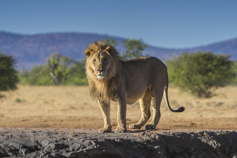 lev-sbezhal-iz-mashiny-proehalsja-na-kryshe-po-trasse-v-juar-i-popal-na-video-4b1be5d