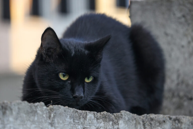 v-gosdume-rasskazali-skolko-zhivotnyh-ezhegodno-vybrasyvajut-dachniki-6f72d0f