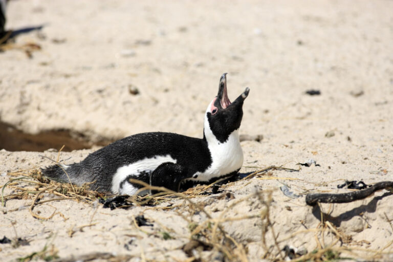 desjatki-tysjach-pingvinov-pogibli-iz-za-goloda-b2226d2