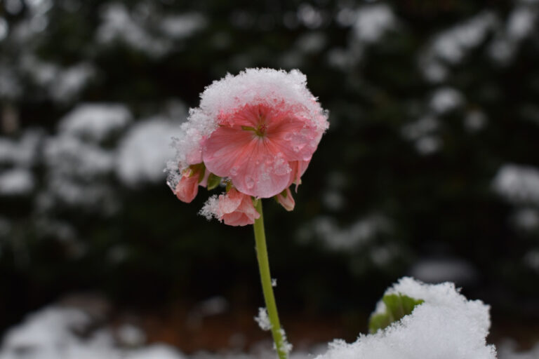 kak-spasti-geran-zimoj-bez-dorogih-udobrenij-prostoj-sposob-s-krahmalom-kotoryj-pomogaet-rasteniju-perezhit-holoda-bb7a32a