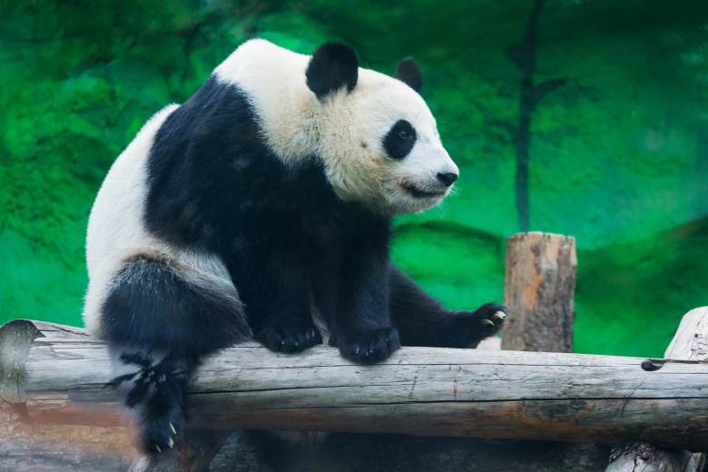 panda-katjusha-v-zooparke-moskvy-poslednie-novosti-13-dekabrja-foto-video-06701a7