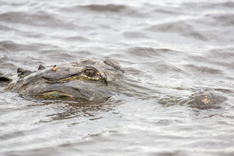 spasateli-vytashhili-golovu-i-bjustgalter-iz-zheludka-krokodila-356bde6