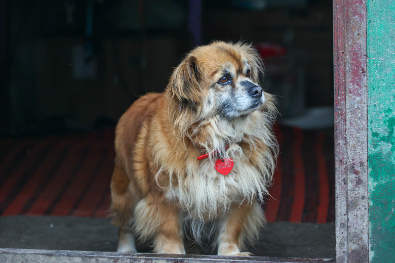 v-gosdume-otvetili-kto-dolzhen-regulirovat-problemy-s-bezdomnymi-zhivotnymi-efe1c73