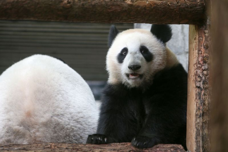 panda-katjusha-v-zooparke-moskvy-poslednie-novosti-7-janvarja-foto-video-787c5f3